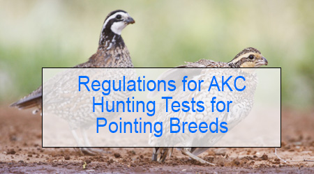 Regulations for AKC Hunting Tests for Pointing Breeds